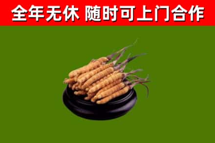 硚口区烟酒回收冬虫夏草.jpg