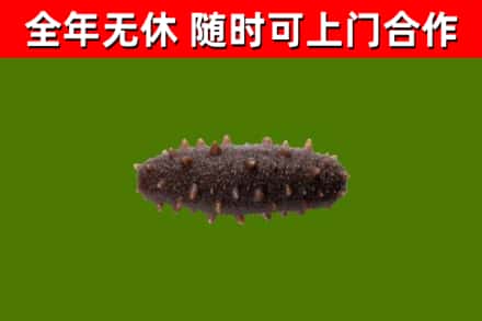 硚口区烟酒回收干海参.jpg